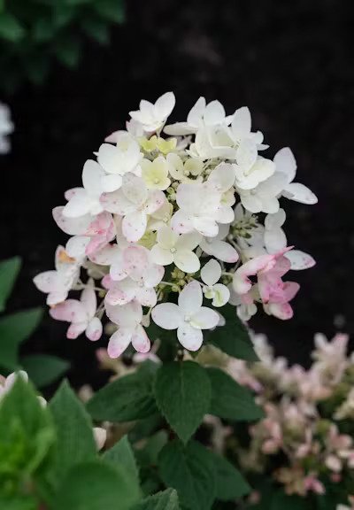 Dekoratyvinis krūmas, šluotelinė hortenzija "Touch Of Pink", vazonėlio skersmuo 17 cm.