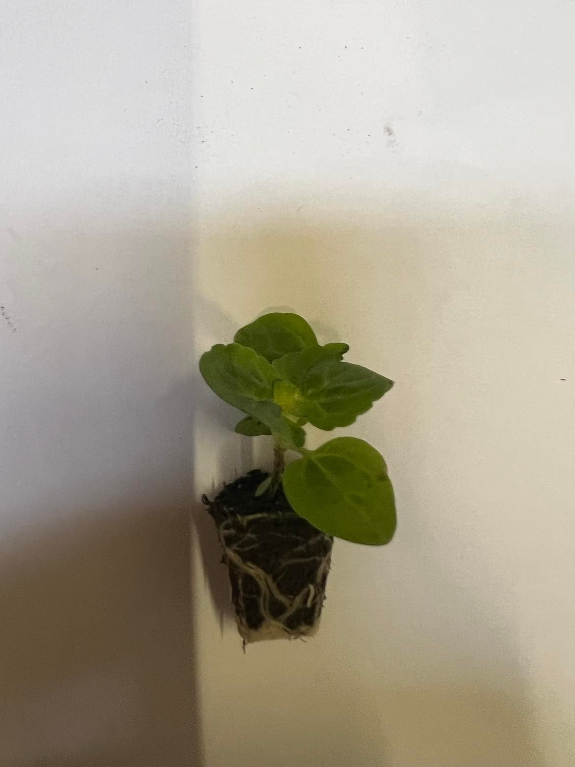 Vienmetės gėlės daigelis, meksikinis žydrūnis "Hapuna F1 Blue"