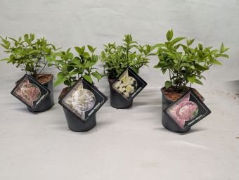 Dekoratyvinis krūmas, hortenzija šluotelinė,  įvairios,  vazonėlio skersmuo 14 cm.