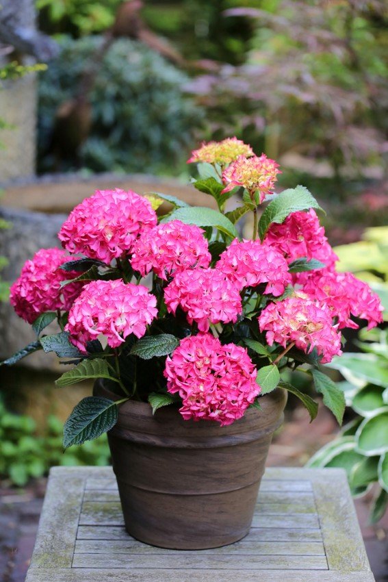 Dekoratyvinis krūmas, hortenzija didžialapė "Kardinal Red", vazonėlio skersmuo 23 cm.