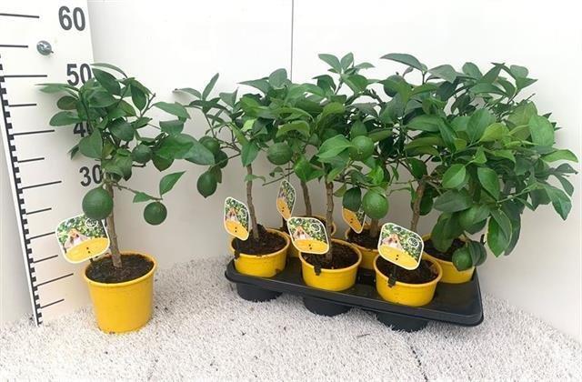 Kambarinis augalas, citrinmedis, vazonėlio skersmuo 15 cm.