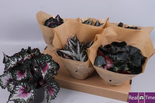 Kambarinis augalas, begonija, įvairūs, vazonėlio skersmuo 13 cm.