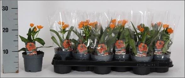 Kambarinis augalas, paukštpienė, vazonėlio skersmuo 11 cm.