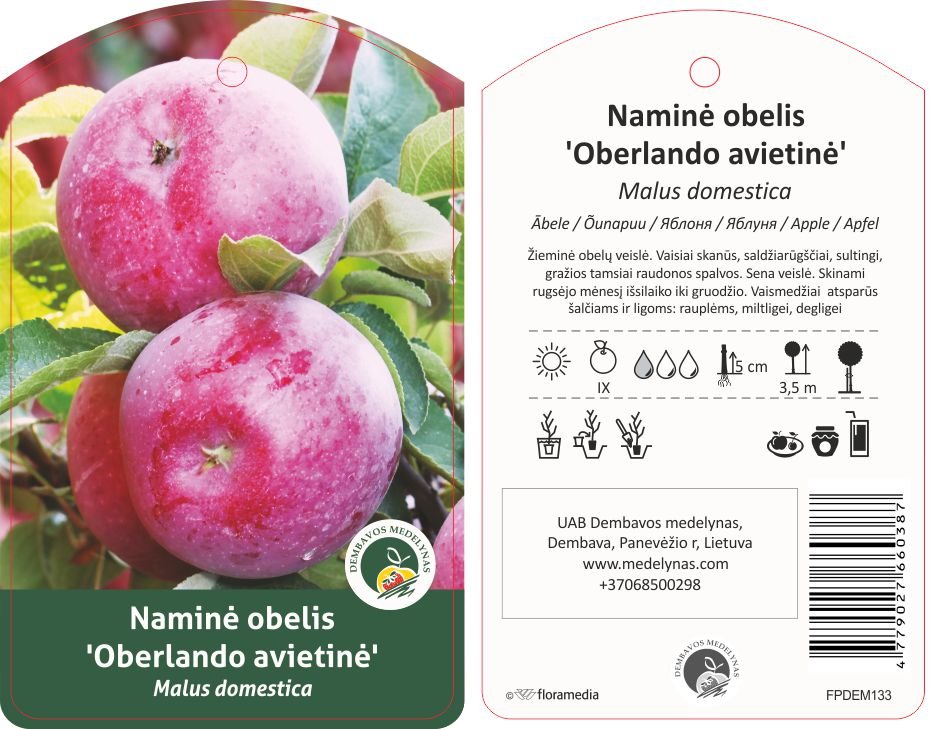 Vaismedis, obelis žieminė "Avietinis Oberlando"