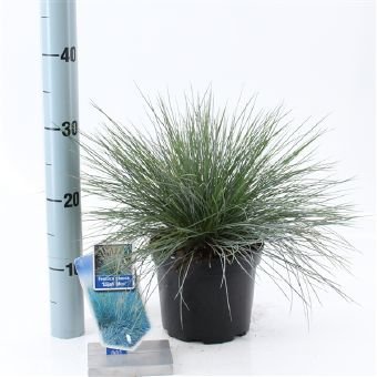 Žolinis augalas, eraičinas "Elijah Blue", vazono skersmuo 17 cm.