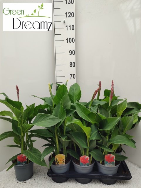 Daugiametė gėlė, kana, įvairi, vazonėlio skersmuo 17 cm.