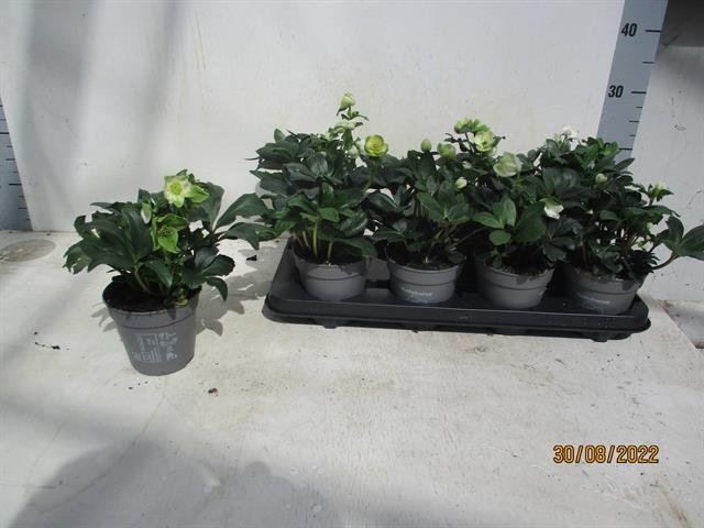 Daugiametė gėlė, eleboras "Niger", vazonėlio skersmuo 12 cm.