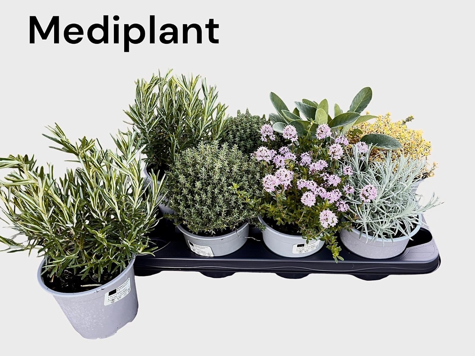 Prieskoninis augalas, įvairūs, vazonėlio skersmuo 14 cm.