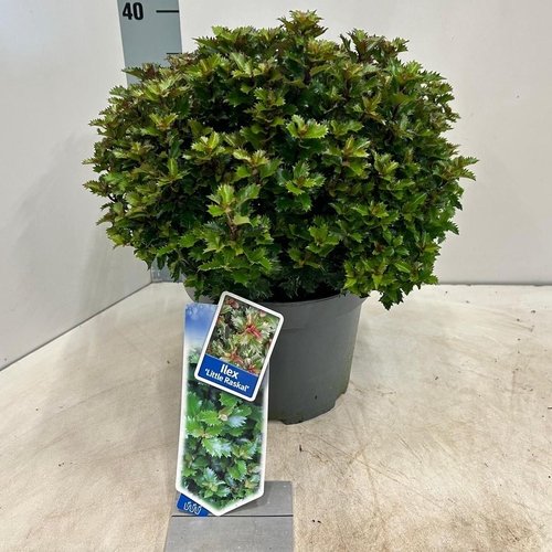 Dekoratyvinis krūmas, bugienis "Little Rascal", vazonėlio skersmuo 23 cm.