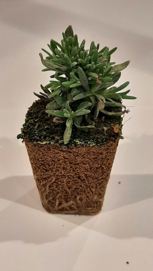 Gėlių daigelis, levanda "Essence Purple", 1 vnt.