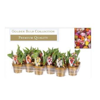 Kambarinis augalas, tulpė (3 svog.), vazonėlio skersmuo 10 cm.