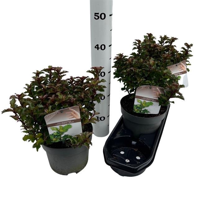 Dekoratyvinis krūmas, bugienis "Aquifolium", vazonėlio skersmuo 19 cm.