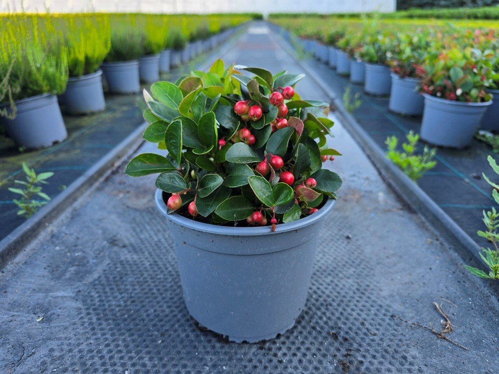 Šliaužiantis augalas, bruknuolė (Gaultheria), vazono skersmuo 12 cm.