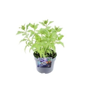 Daugiametė gėlė, mėlesas, vazono skersmuo 17 cm.