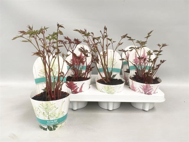 Daugiametė gėlė, astilbė, vazonėlio skersmuo 12 cm.