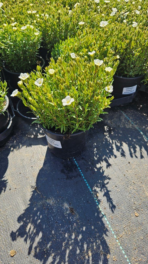 Alpinariumo augalas, smiltė, vazonėlio skersmuo 12 cm.