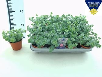 Alpinariumo augalas, šilokas, vazonėlio skersmuo 9 cm.