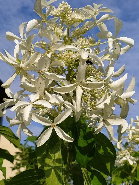 Dekoratyvinis krūmas, šluotelinė hortenzija "Great Star", vazonėlio skersmuo 17 cm.