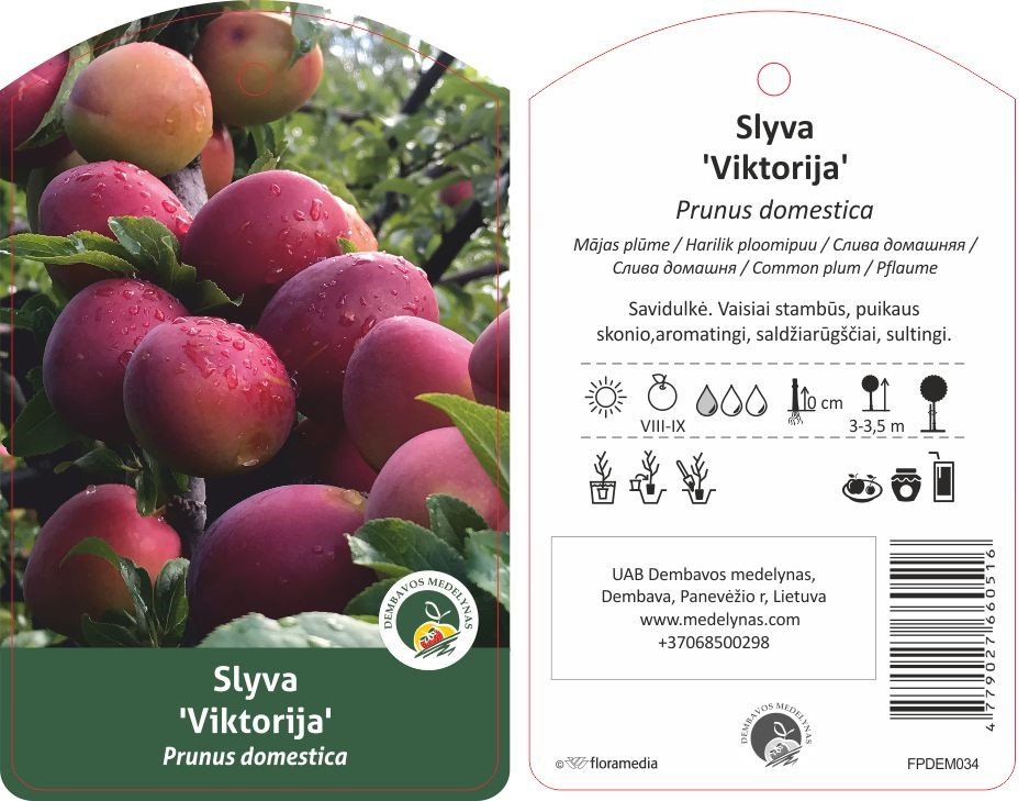 Vaismedis, slyva "Viktorija", vazonas 20 l.