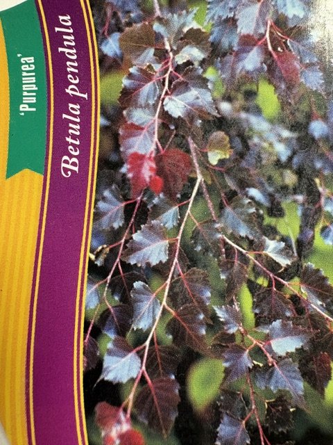 Dekoratyvinis medis, beržas "Purpurea", vazonėlio skersmuo 21 cm.