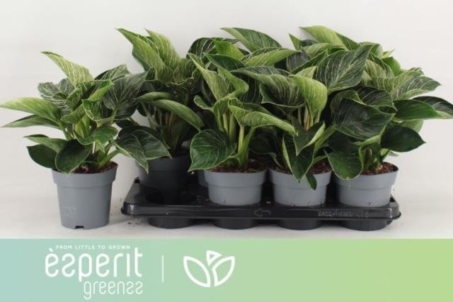 Kambarinis augalas, filodendras, vazonėlio skersmuo 14 cm.