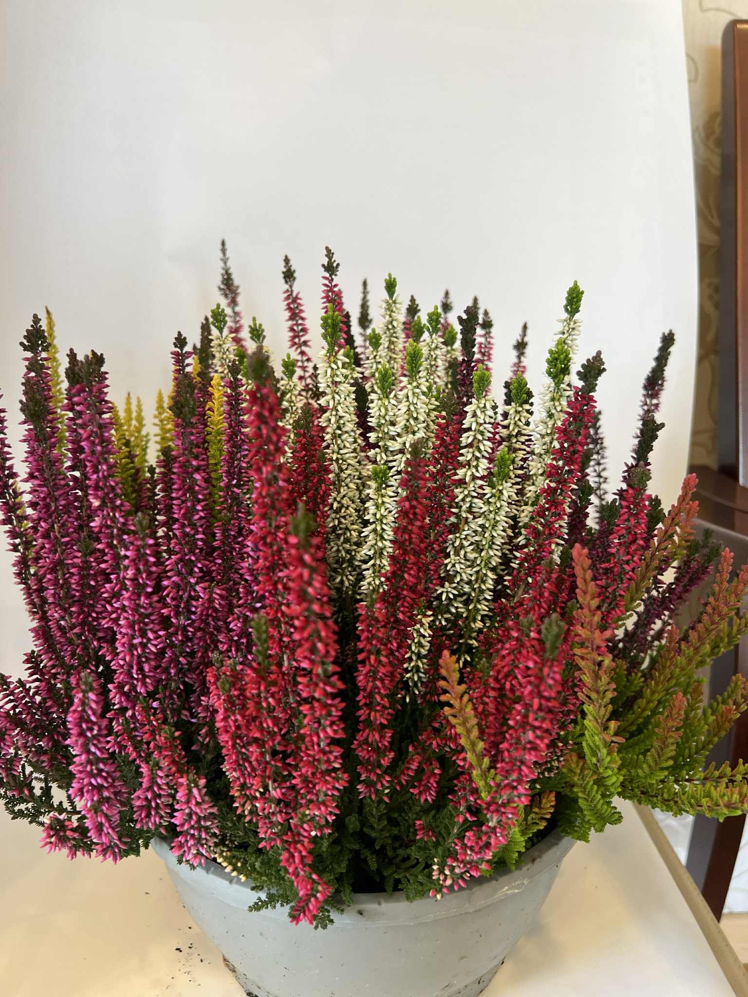Vienmetis augalas, viržis (7 spalvos), vazonėlio skersmuo 23 cm.