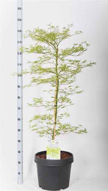 Dekoratyvinis medis, klevas japoniškas, vazonėlio skersmuo 36 cm.