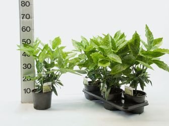 Dekoratyvinis krūmas, aukuba japoninė "Variegata", vazonėlio skersmuo 17 cm.