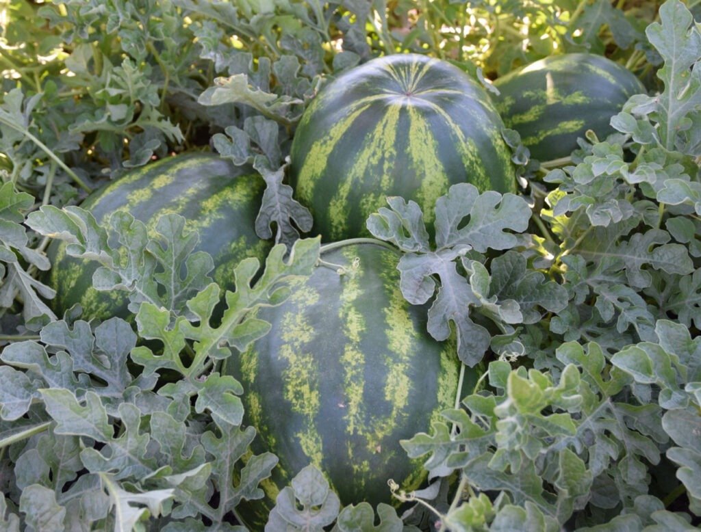 Vaisių sodinukai, arbūzai "Crimson Sweet"