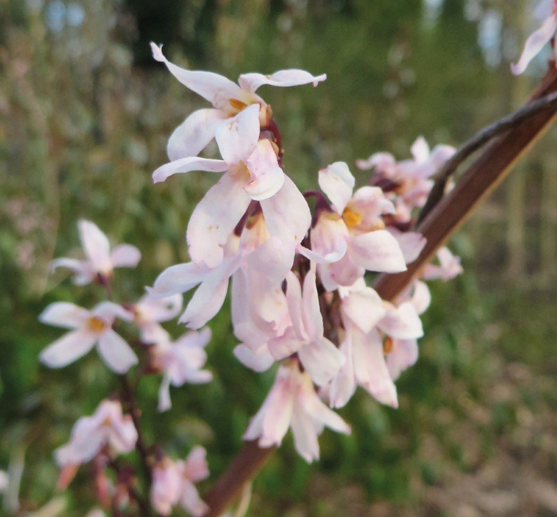 Dekoratyvinis krūmas, baltoji forsitija, vazonas 2 l.