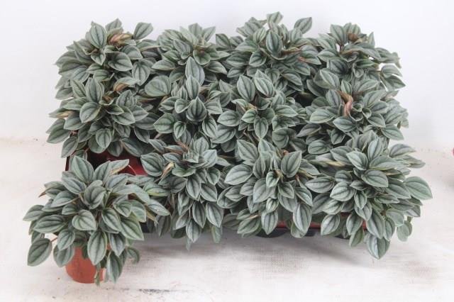 Kambarinis augalas, peperomija "Napoli", vazonėlio skersmuo 7 cm.