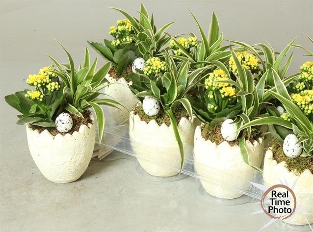 Kambarinis augalas, Velykinė kompozicija "Kiaušinis", vazonėlio skersmuo 11 cm.