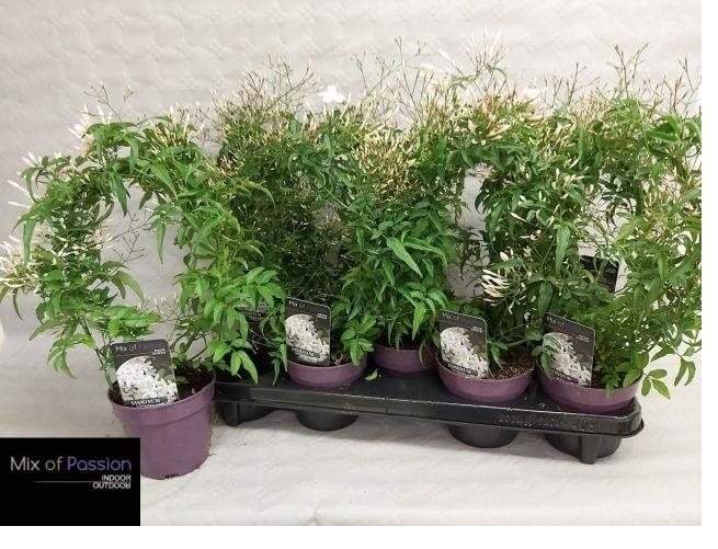 Kambarinis augalas, jazminas, vazonėlio skersmuo 10 cm.