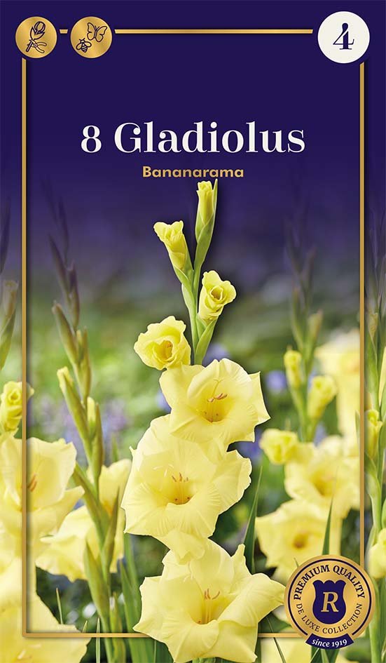 Didžiažiedžių kardelių Bananarama svogūnėliai, 8 vnt., 14/+, Supreme, 87348414, (P)