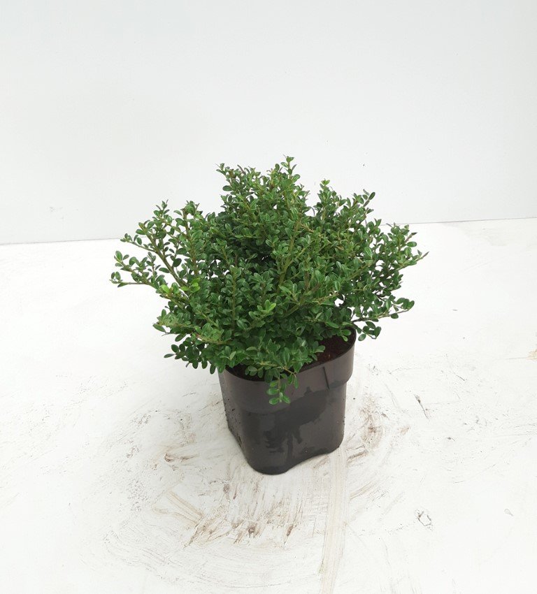 Dekoratyvinis krūmas, bugienis "Glory Gem", vazonėlio skersmuo 17 cm.