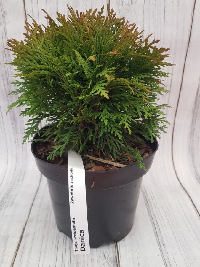 Spygliuotis, tuja vakarinė "Danica", vazonas 2,5 l.