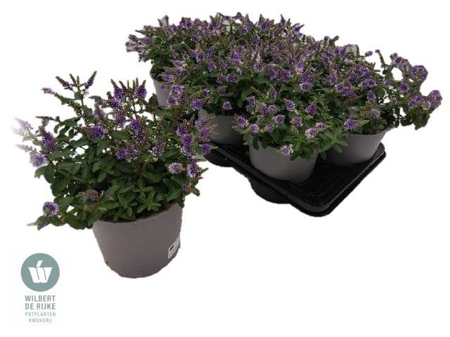 Dekoratyvinis krūmas, hebė, įvairios, vazonėlio skersmuo 17 cm.