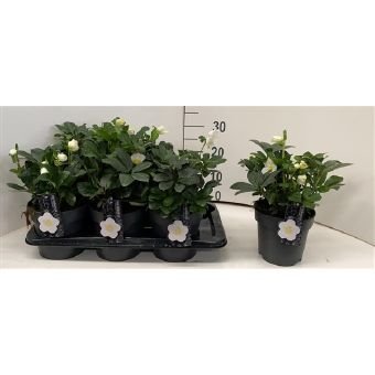 Daugiametė gėlė, eleboras "Christmas Carol", vazonėlio skersmuo 17 cm.