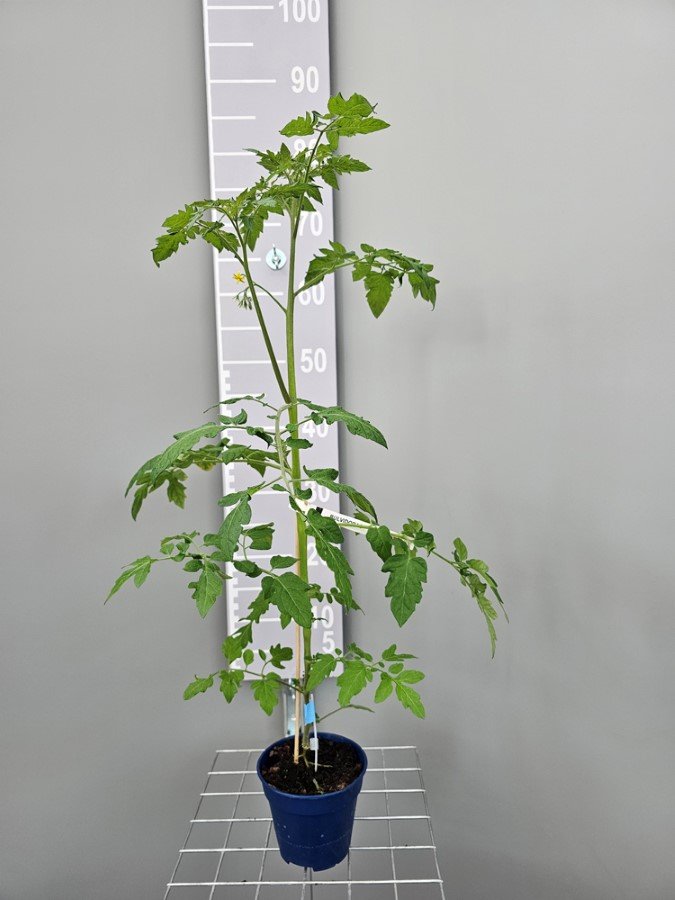 Daržovių sodinukai, bulvidorai, vazonėlio skersmuo 13 cm.