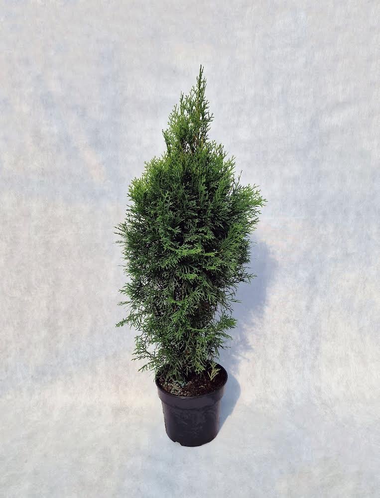 Spygliuotis, vakarinė tuja "Smaragd", aukštis 80-90 cm., vazonas 7,5 l.