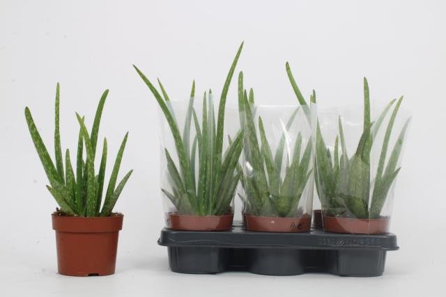 Kambarinis augalas, alavijas, vazonėlio skersmuo 12 cm.