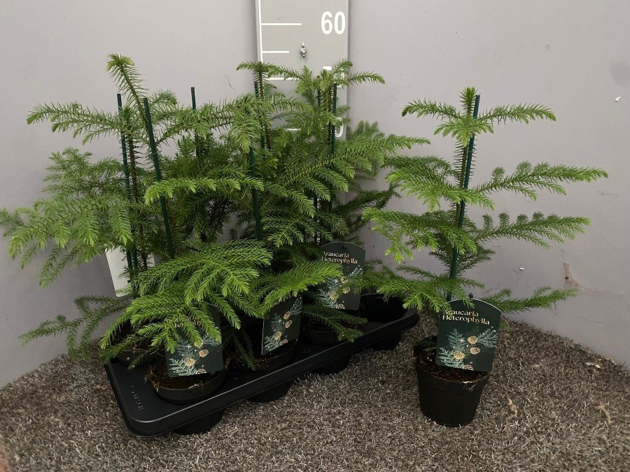 Kambarinis augalas, araukarija, vazonėlio skersmuo 13 cm.