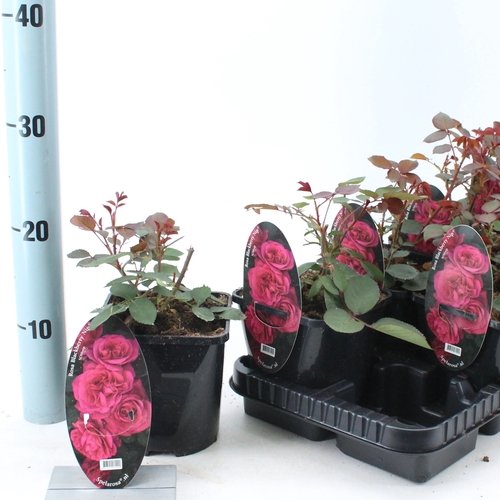 Daugiametė gėlė, rožė "Blackbarry Nipp", vazonėlio skersmuo 14 cm.