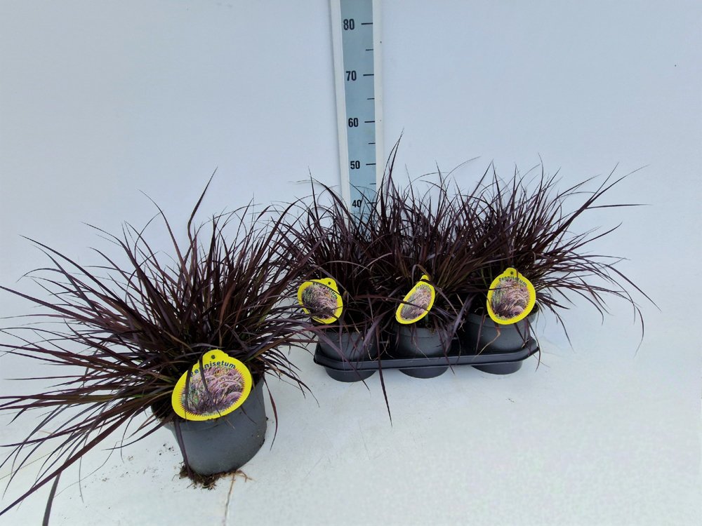 Žolinis augalas, soruolė "Chelsea", vazonėlio skersmuo 19 cm.