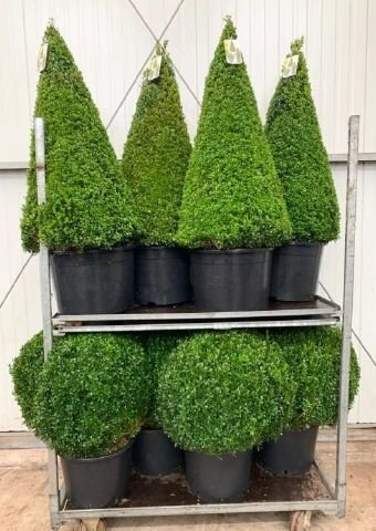 Dekoratyvinis krūmas, buksmedis, įvairūs, vazonėlio skersmuo 40 cm.