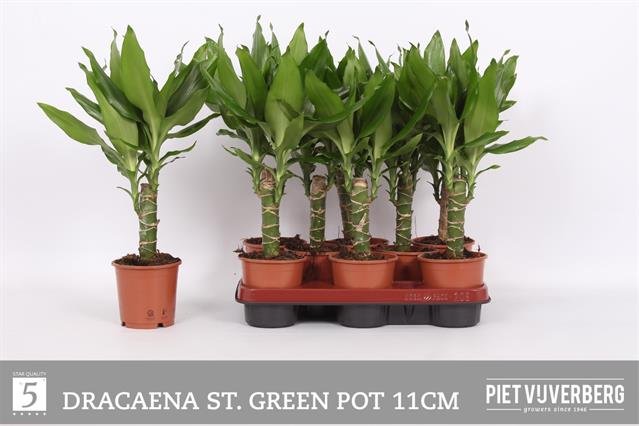 Kambarinis augalas, dracena "Steudneri", vazonėlio skersmuo 11 cm.