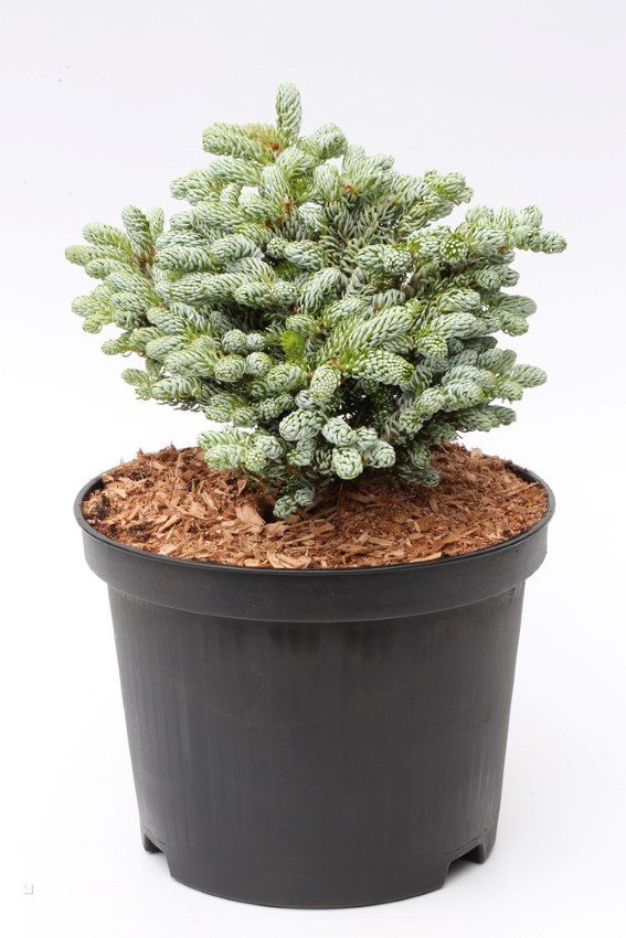 Spygliuotis, kėnis korėjinis "Kohouts Icebreaker", vazonėlio skersmuo 23 cm.