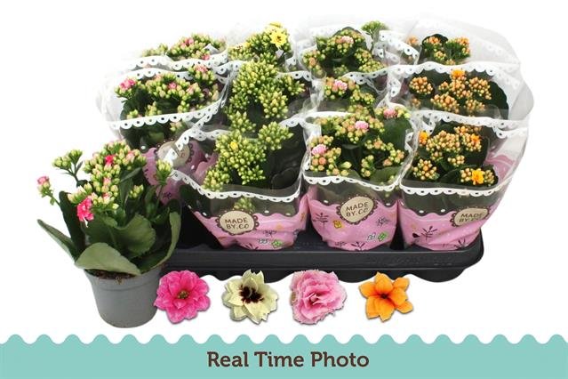 Kambarinis augalas, kalankė, įvairios, vazonėlio skersmuo 9 cm.