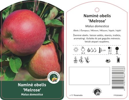 Vaismedis, obelis "Melrose"