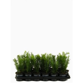 Spygliuotis, cefalotaksas "Fastigiata", vazonėlio skersmuo 9 cm.